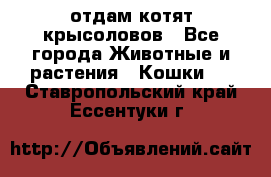 отдам котят крысоловов - Все города Животные и растения » Кошки   . Ставропольский край,Ессентуки г.